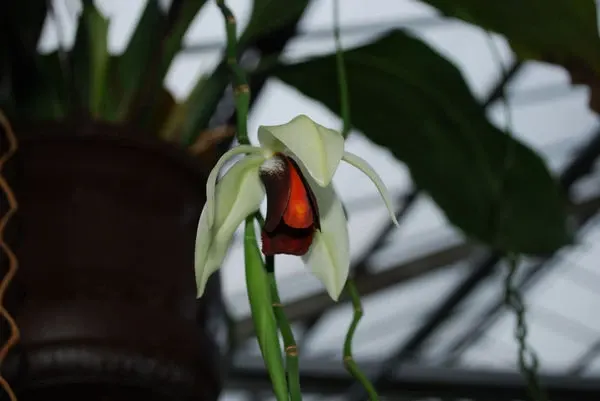 Coelogyne usitana