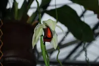 Coelogyne usitana