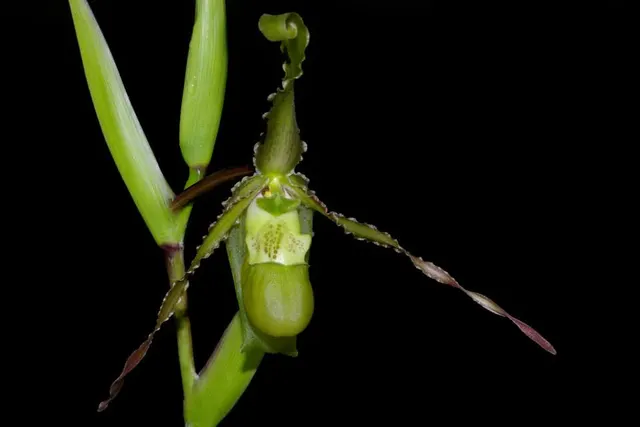 Phragmipedium boissierianum x self (Phragmipedium)