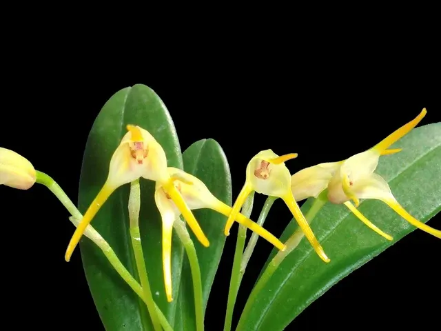 Masdevallia melanoglossa (Masdevallia)