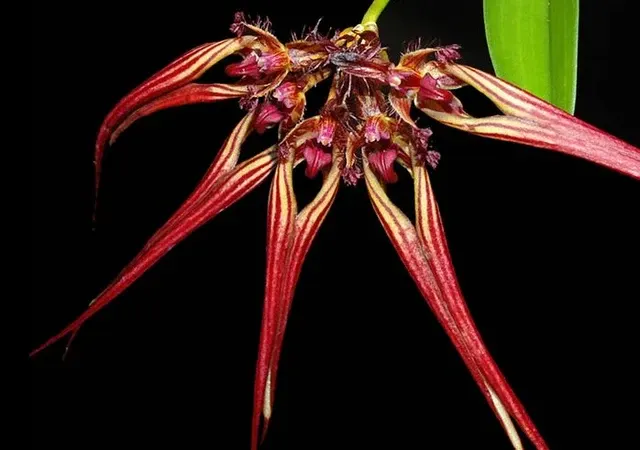 Bulbophyllum wendlandianum (Bulbophyllum)