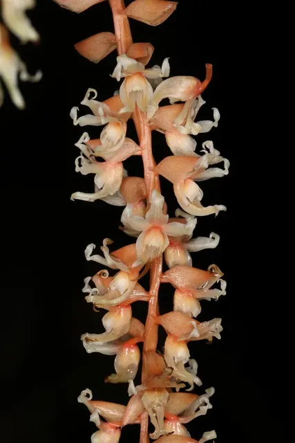 Dendrochilum cootesii (Dendrochilum)