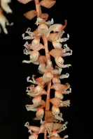 Dendrochilum cootesii
