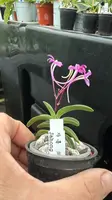 Neofinetia falcata ‘Jahong’