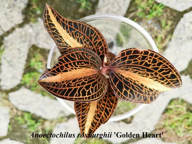 Anoectochilus roxburghii 'Golden Heart' (Anoectochilus)