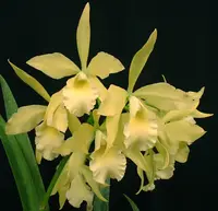 Blc. Everything Nice 'Showtime' HCC/AOS.