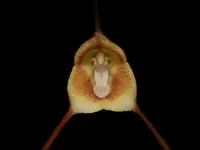 Dracula agnosia
