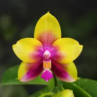 Phalaenopsis Miki Mok Choi Bear Queen 'Feast' - parfumat