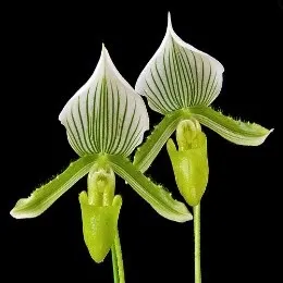 Paphiopedilium Maudiae Green (Paphiopedilum)
