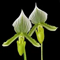 Paphiopedilium Maudiae Green
