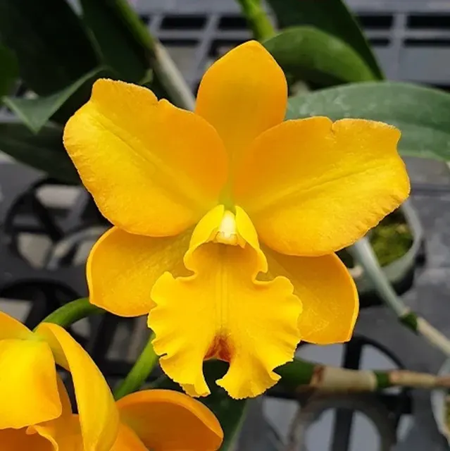 Cattleya Little Fairy Parfumata 'Yellow Hydrangea'