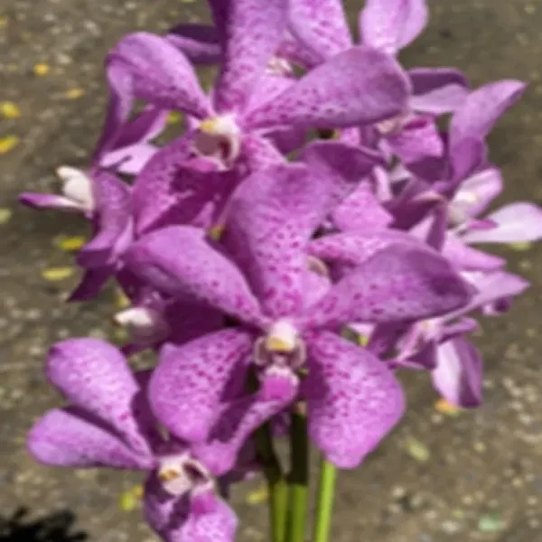 Mokara Royal Pink (Mokara)