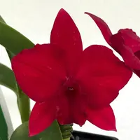 Pot. Higher Multiplier (S. Pink Doll x Rubescence) Orchid 2.5" Pot