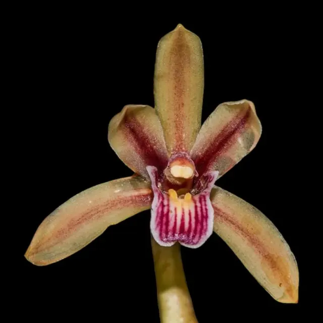 Cymbidium Pakkret Firestorm ‘Jerry’ 2 Plugs