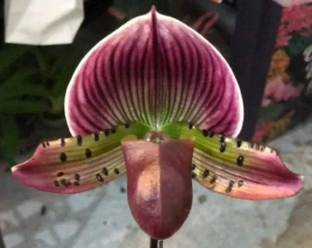 Paphiopedilum Doya Impulse (Paphiopedilum)