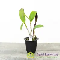 Cattleya Jungle Eyes