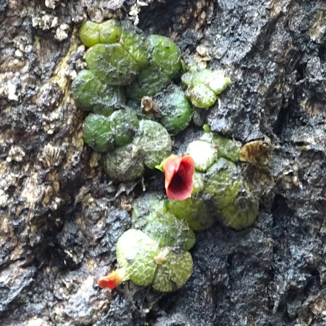 Porpax reticulata