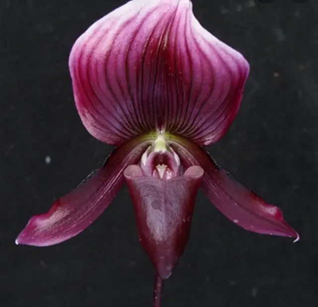 Paphiopedilum callosum forma vinicolor (Paphiopedilum)