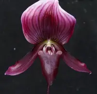 Paphiopedilum callosum forma vinicolor