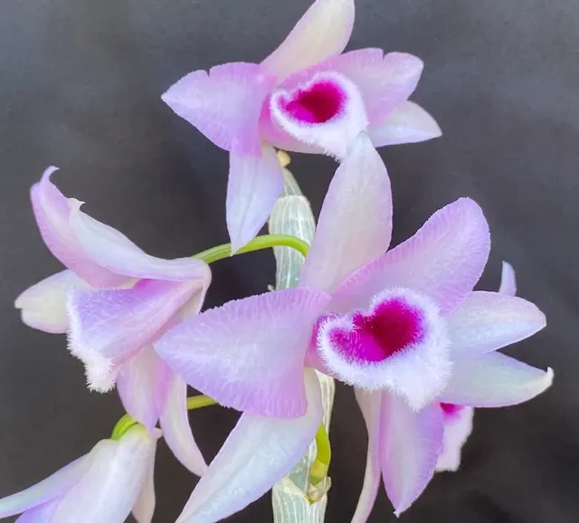 Dendrobium anosmum × parishii 'Little Sweet Scent' (Dendrobium)
