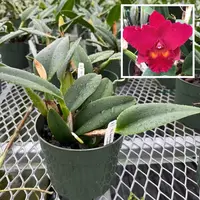 Rlc. David Wynn Miller 'Volcano Beauty' (5.5" Pot) - Not Blooming