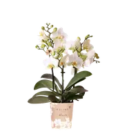 Witte orchidee ‘Lausanne’ Ø9cm