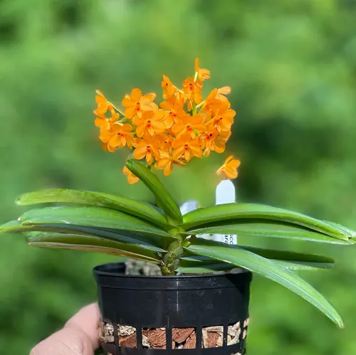 Ascocentrum garayi (Ascocentrum)