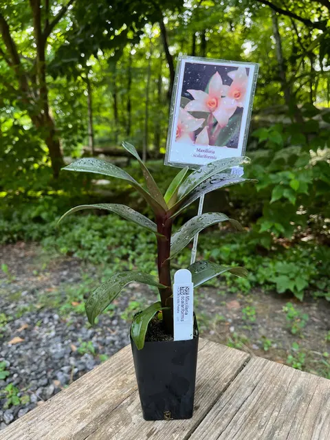 Maxillaria scalariformis (Maxillaria)