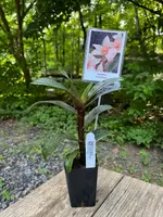 Maxillaria scalariformis