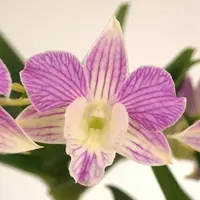 Dendrobium Mini Snowflake x Nida — In Bud/Spike