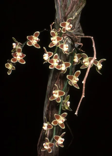 Chiloschista lunifera x sib