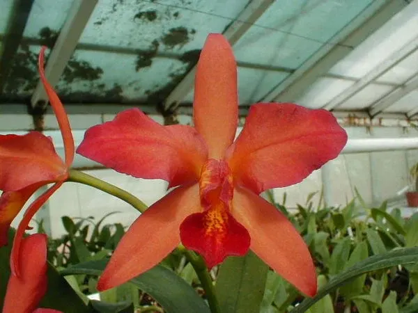 Sophrolaeliocattleya HUNABU CLASSIK 'Max'