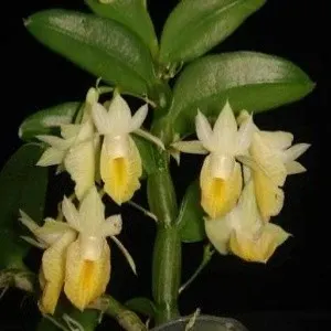 Dendrobium trinervium sp (Dendrobium)
