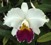 Lc. Louise Odom