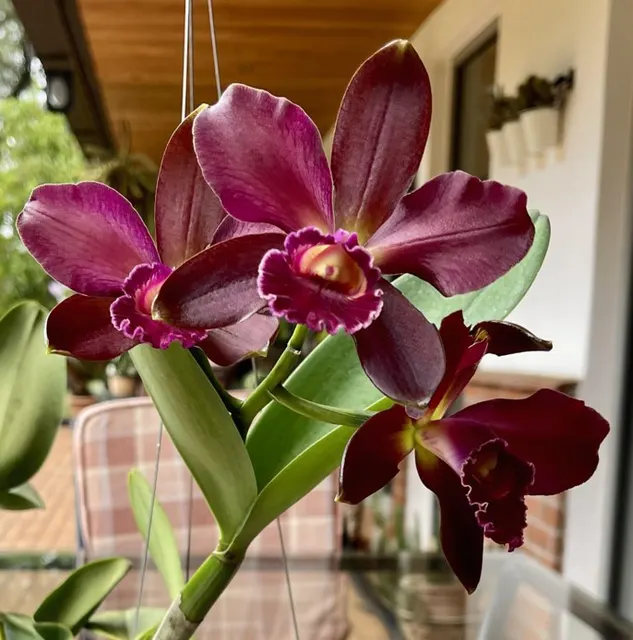Rhyncholaeliocattleya Volcano Plum 'Kilauea' (Rhyncholaeliocattleya)