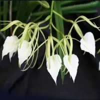 Brassavola Little Stars