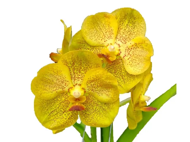 Vanda Ratchaburi Beauty (Vanda)
