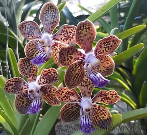 Papilionanda Ladda Fragrance 'Alina' (Papilionanda)