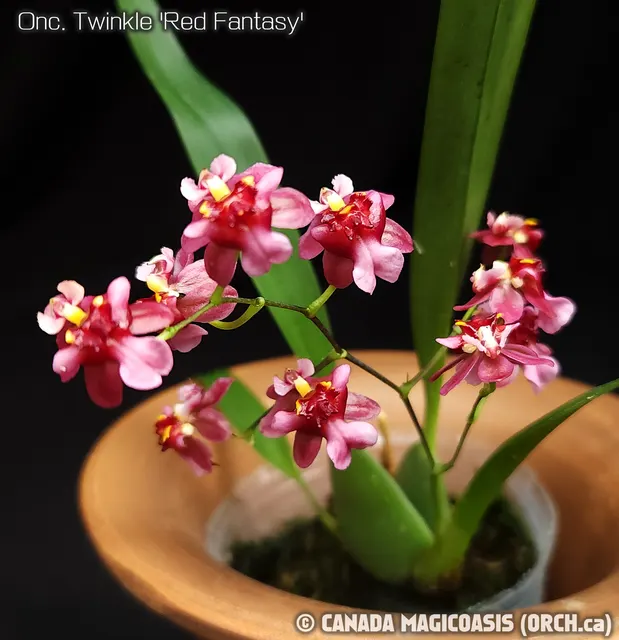 Oncidium Twinkle 'Red Fantasy' (Oncidium)
