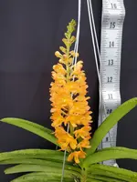 Vandachostylis Ladda Gold Yellow