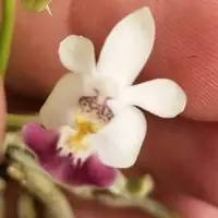 Phal parishii — BS / Nonblooming