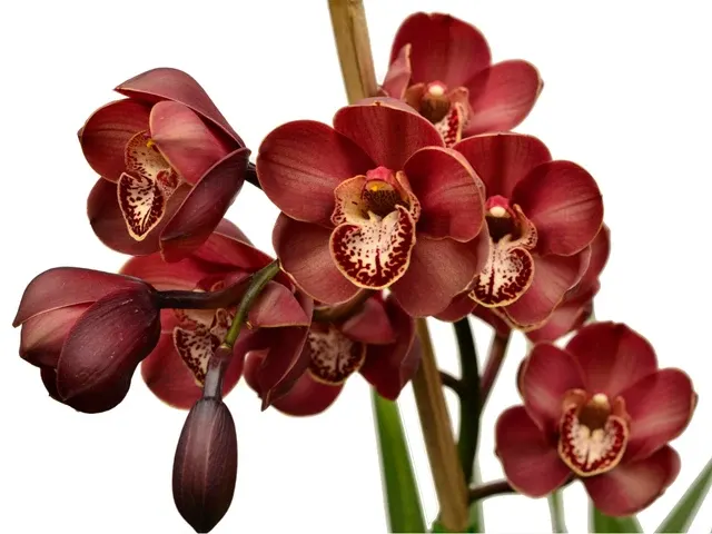 Cymbidium Khan Flame