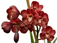 Cymbidium Khan Flame 'Lucifer'