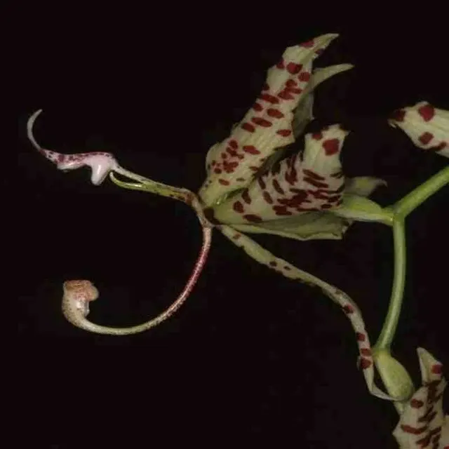 Cycnoches egertonianum sp (Cycnoches)