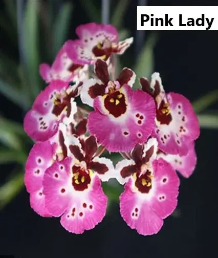 Tolumnia Pink Lady
