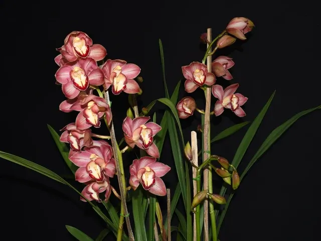 Cymbidium Khan Flame 'Shewa' (Cymbidium)