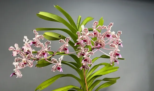 Vanda tricolor var suavis 'Big XXL' (Vanda)