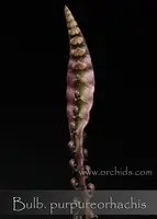 Bulb. purpureorhachis 'Note: Limited'