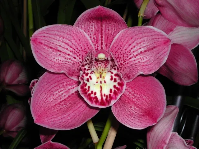 Cymbidium Kirby Lesh