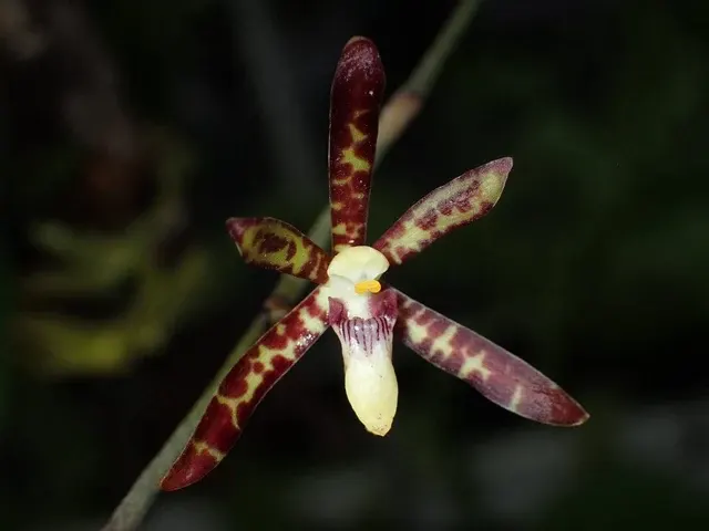 Arachnis labrosa